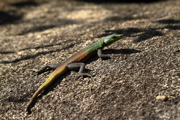 Lizards Zimbábue — Fotografia de Stock