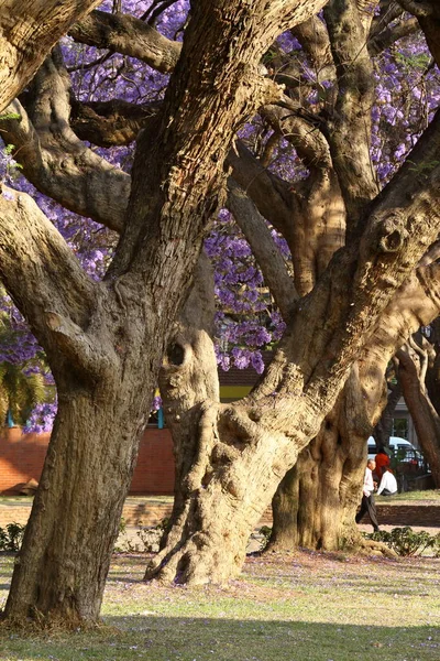 Stromy Městském Parku Harare — Stock fotografie