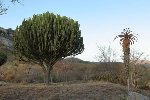 Arbre Cactus Zimbabwe — Photo