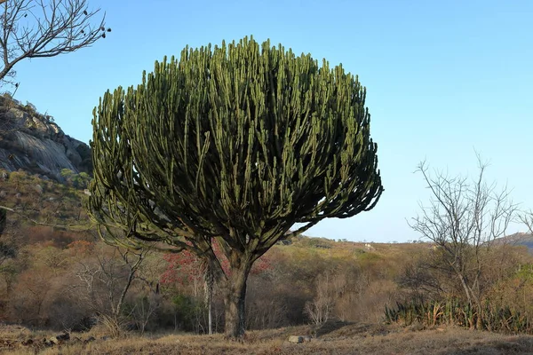 Cacti Tree Zimbabwe — Stock Photo, Image