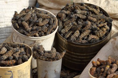 böcekler yiyecek mopane kurt yemek