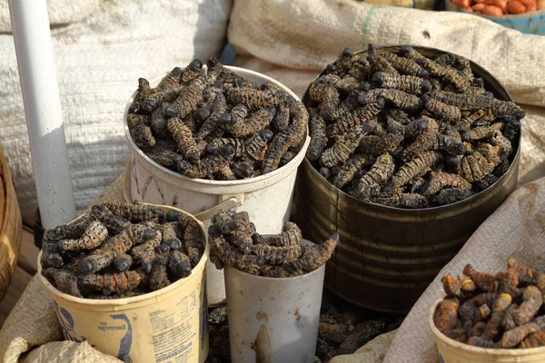 böcekler yiyecek mopane kurt yemek