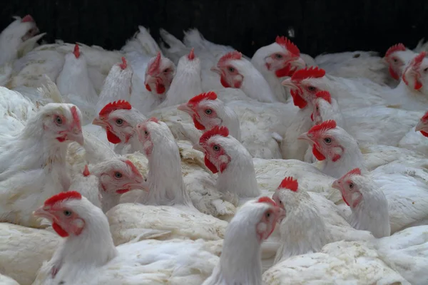 Kümes hayvanları çiftliklerinde toplu çiftlik hayvanları yetiştiriliyor.