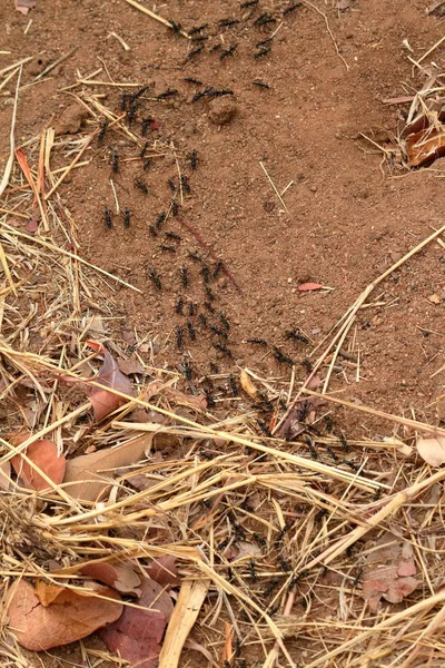 Ant Road Savannah Zimbabwe — Stok Foto