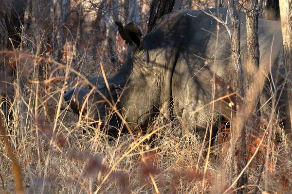Ρινόκεροι Στη Σαβάνα Της Ζιμπάμπουε — Φωτογραφία Αρχείου