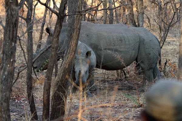 Nosorożce Savannah Zimbabwe — Zdjęcie stockowe