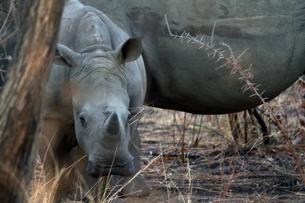 Nosorożce Savannah Zimbabwe — Zdjęcie stockowe