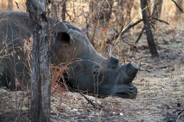 Nosorożce Savannah Zimbabwe — Zdjęcie stockowe