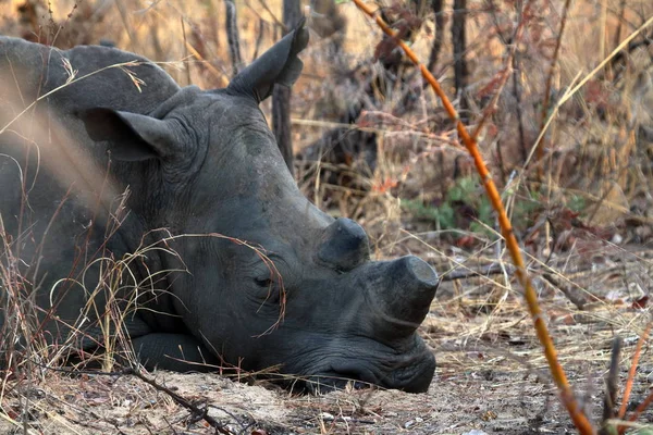 Rhinocéros Dans Savane Zimbabwe — Photo