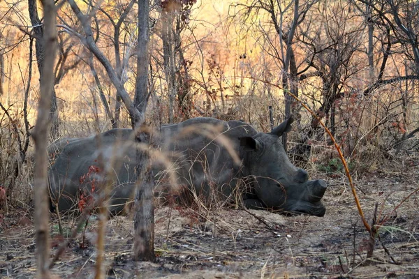 Nosorożce Savannah Zimbabwe — Zdjęcie stockowe