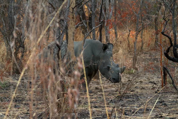 Rhinos Savannah Zimbabwe — Stock Photo, Image