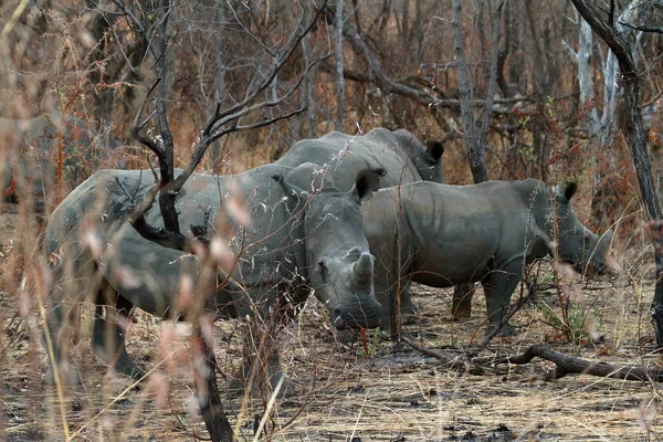 Nosorożce Savannah Zimbabwe — Zdjęcie stockowe