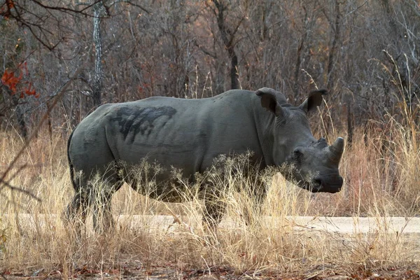 Nosorożce Savannah Zimbabwe — Zdjęcie stockowe