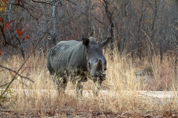 Nosorożce Savannah Zimbabwe — Zdjęcie stockowe