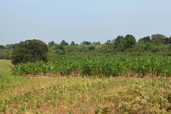 Plantação Bananas Tanzânia — Fotografia de Stock