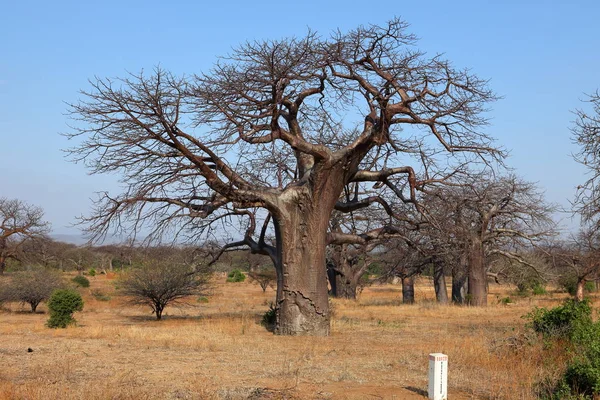 Baobab Árboles África — Foto de Stock