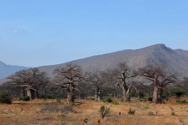 Afrika Baobap Ağaçları — Stok fotoğraf