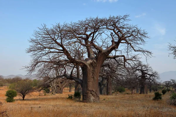 Baobab Trees Africa — Stock Photo, Image