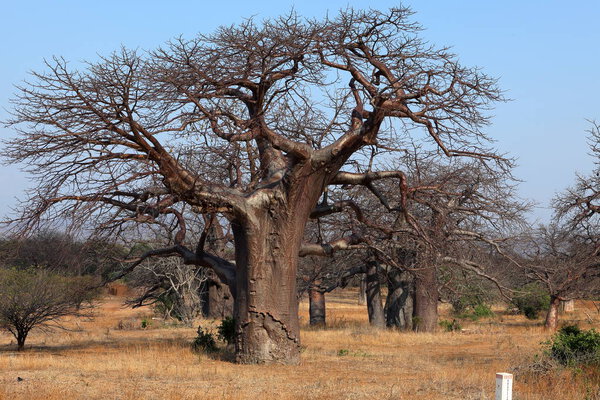 Baobab trees in Africa