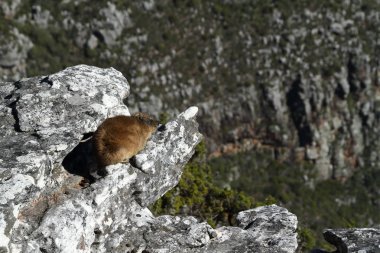 Dassie Masa Dağı 'nın kayalıklarında