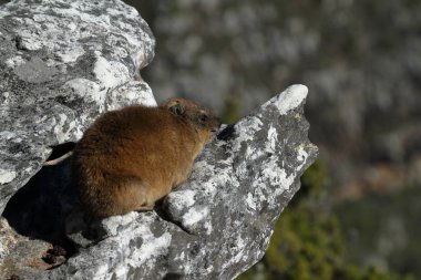 Dassie Masa Dağı 'nın kayalıklarında