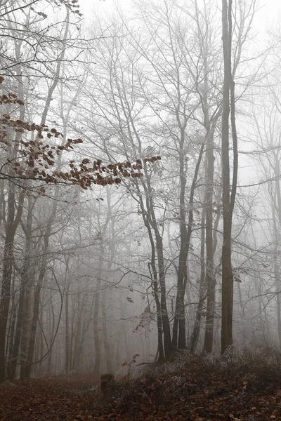 Nevoeiro Geada Floresta Inverno — Fotografia de Stock