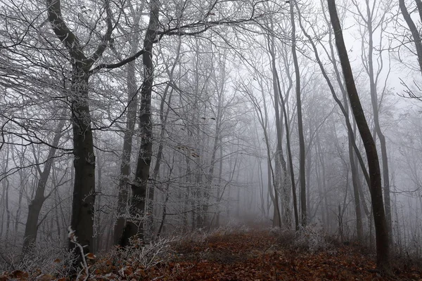 Nevoeiro Geada Floresta Inverno — Fotografia de Stock