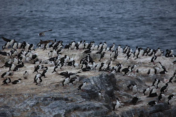 Colonie Cormorani Nella Terra Del Fuoco Argentina — Foto Stock