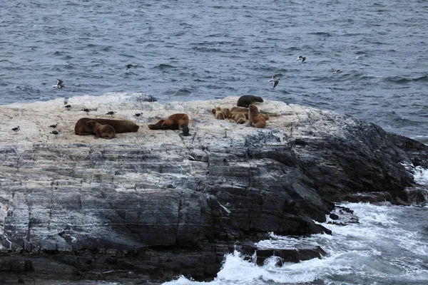 Güney Amerika Deniz Aslanları Tierra Del Fuego — Stok fotoğraf