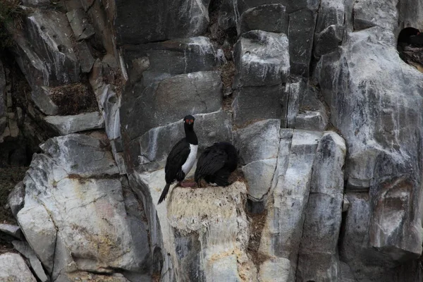 Colonias Cormoranes Tierra Del Fuego Argentina — Foto de Stock