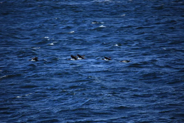 Skarver Kolonier Tierra Del Fuego Argentina - Stock-foto