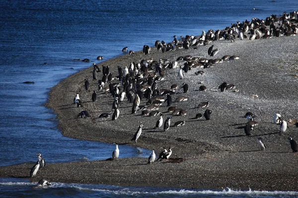 Magelhaense Pinguïns Tierra Del Fuego Het Beagle Kanaal — Stockfoto
