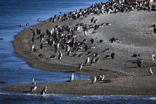 Magelhaense Pinguïns Tierra Del Fuego Het Beagle Kanaal — Stockfoto
