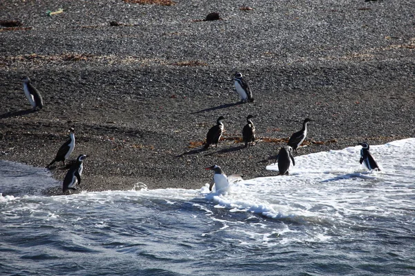 Magellanic Penguins Tierra Del Fuego Beagle Channel — Stock Photo, Image
