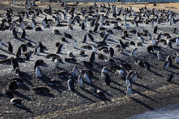 Tučňáků Magellanských Tierra Del Fuego Beagle Channel — Stock fotografie