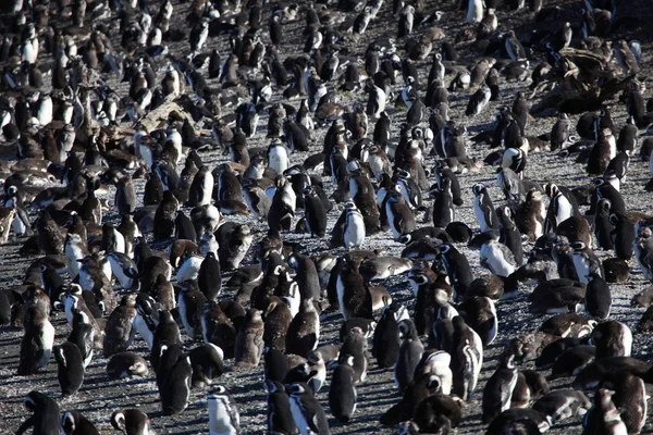 Tučňáků Magellanských Tierra Del Fuego Beagle Channel — Stock fotografie