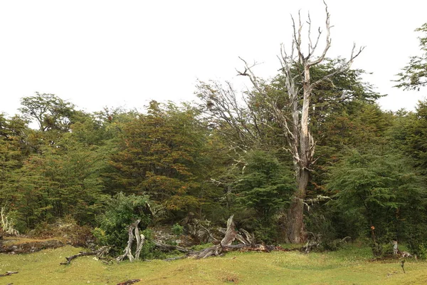 National Park Tierra Del Fuego Argentina — Stock Photo, Image