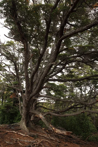 Nemzeti Park Tierra Del Fuego Argentínában — Stock Fotó