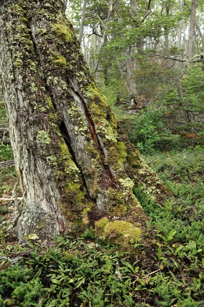 Národní Park Tierra Del Fuego Argentině — Stock fotografie