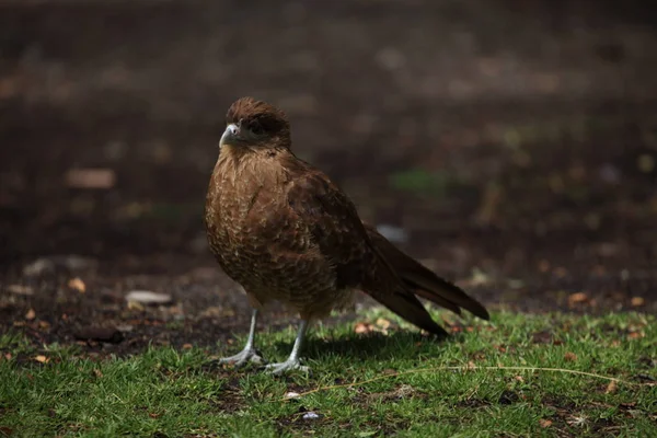 Chimango Caracara Bird Tierra Del Fuego — Stock Photo, Image