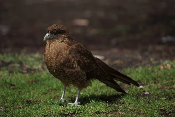 Chimango Caracara Bird Tierra Del Fuego — Stockfoto