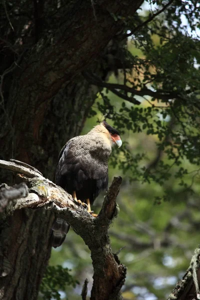 Hoods Caracara Pássaro Patagônia — Fotografia de Stock