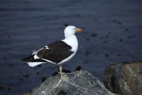 Gaivotas Ushuaia Argentina — Fotografia de Stock