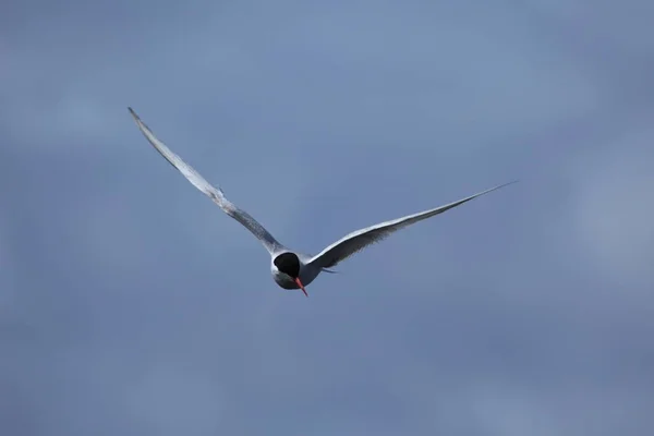 Sea Swallow Flight — Stock Photo, Image