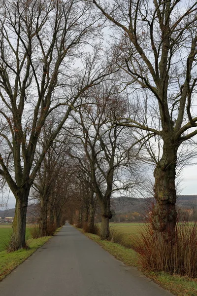 Sonbaharda Linden Ağacı Bulvarı — Stok fotoğraf