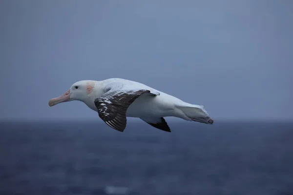 Oiseau Albatros Volant — Photo