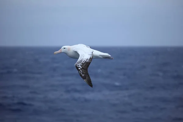 Летучая Птица Альбатрос — стоковое фото