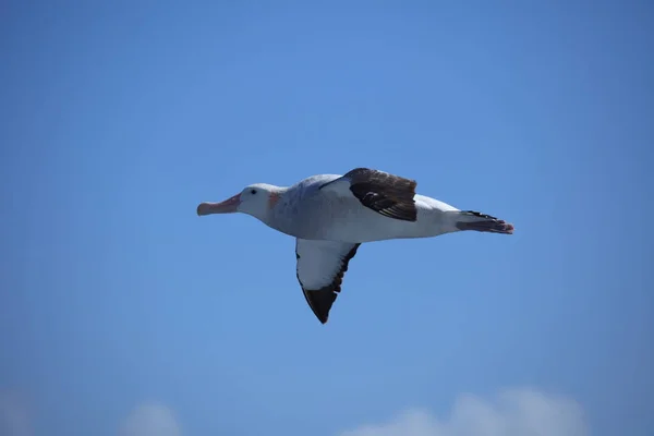 Летучая Птица Альбатрос — стоковое фото