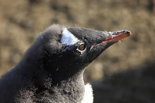 Πιγκουίνοι Και Άγριας Πανίδας Της Ανταρκτικής — Φωτογραφία Αρχείου