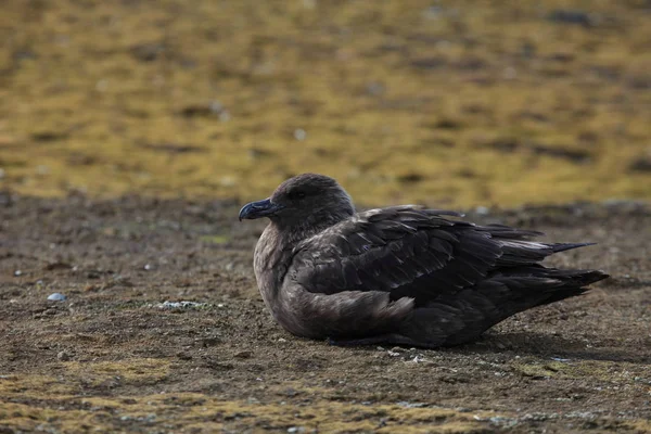 Skua Bird Antarctica — Stock Photo, Image